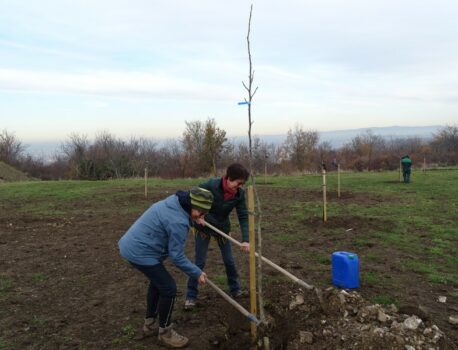 Arbre planté dans le verger de Romagnat
